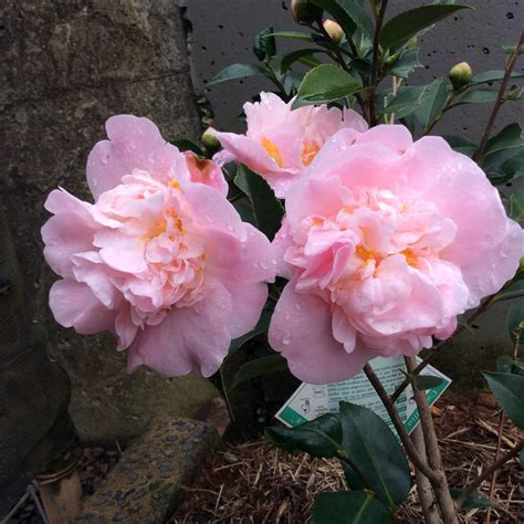 camilla perfume|high fragrance camellia plant.